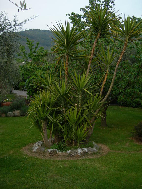 Gli Olivi Villa Calci Exterior photo